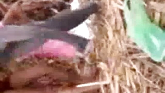 सैंडी फुल सेक्स हिंदी फिल्म चाट Janas सुंदर बिल्ली