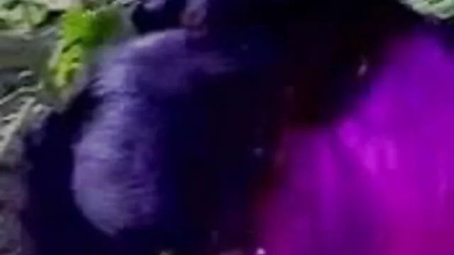 ब्लांडी गधे में ले रही है सेक्सी में हिंदी मूवी